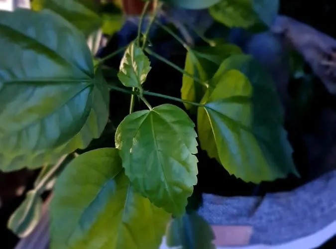 דירה Luxury Chocolate *